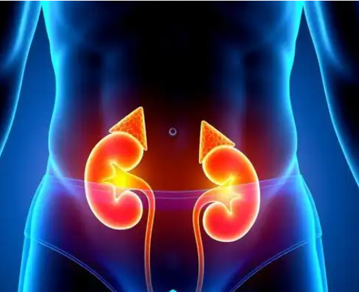 Spermidine Aging Population | Shaanxi BLOOM Tech Co., Ltd Spermidine Aging Population | Shaanxi BLOOM Tech Co., Ltd