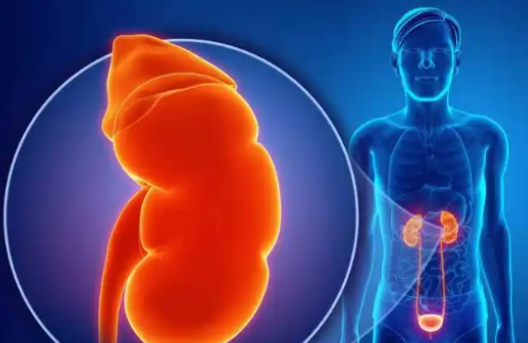 Spermidine Health-Conscious Individuals | Shaanxi BLOOM Tech Co., Ltd Spermidine Health-Conscious Individuals | Shaanxi BLOOM Tech Co., Ltd