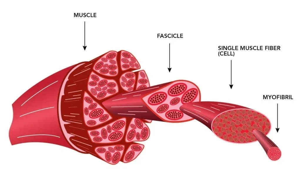 Bioglutide NA-931 Skeletal muscle | Shaanxi BLOOM Tech Co., Ltd Bioglutide NA-931 Skeletal muscle | Shaanxi BLOOM Tech Co., Ltd