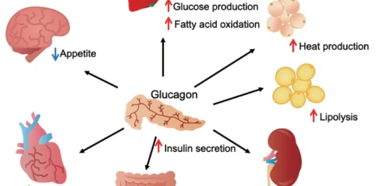 Bioglutide NA-931 Glucagon | Shaanxi BLOOM Tech Co., Ltd Bioglutide NA-931 Glucagon | Shaanxi BLOOM Tech Co., Ltd