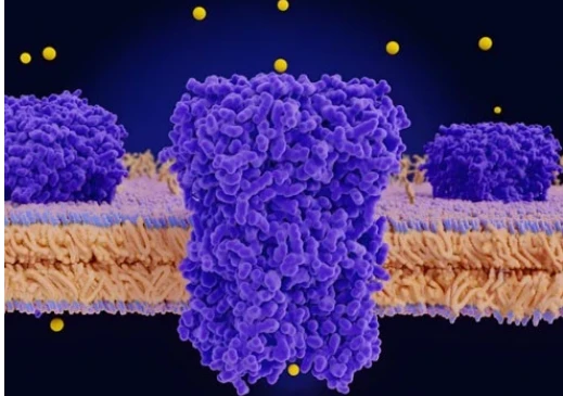 5-Amino-1MQ Peptide cost | Kpeptide 5-Amino-1MQ Peptide cost | Kpeptide
