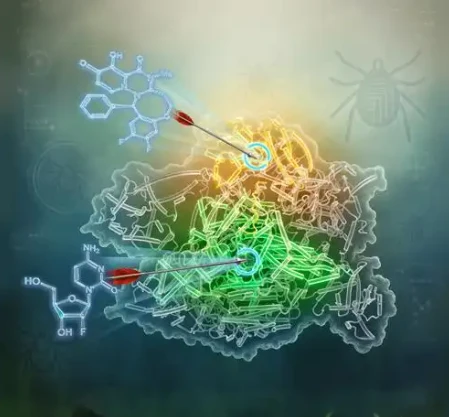 N(4)-hydroxycytidine therapeutics | Shaanxi BLOOM Tech Co., Ltd N(4)-hydroxycytidine therapeutics | Shaanxi BLOOM Tech Co., Ltd